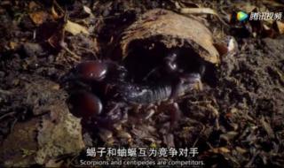 蜈蚣跟蝎子哪个更毒 蜈蚣跟蝎子哪个更毒